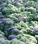 Högre sorter av Ageratum passar utmärkt att använda i stora planteringskärl och rabatter. Brytvilliga och blomrika. Kräver inget större putsarbete.
