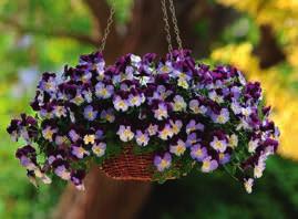 B O M Blueberry wirl ed Wing VIOA Ampelviola Cool