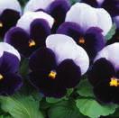 medelstor blomma tarka