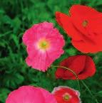 blandning (50 60) Papaver rhoeas 11 Utsädesmängd 50 gr/100 m 2 Minsta försäljningsenhet 50 gr