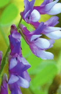 G N G D I N G Vid behov av andra arter/sorter hör med oss! e även våra blomsterblandningar på sid 72 73.