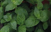 K K V Ä X Pepparmynta Kamomill KYDDO 297 580 osmarin emy osmarinus officinalis N, OB Min. 1 g Höjd 50. 700 1000 frö/gram. Kryddsalvia anni alvia officinalis Höjd 50. 140 200 frö/gram.