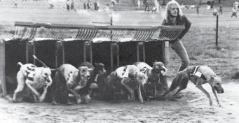rekordet, 30.69 före Dingons Clashman, 30.86. SHS-aren Dingons Clashman blev Årets hund Irish Rose Årets tik Årets hund för år 1981 blev Dingons Clashman, Olov Persson, SHS.