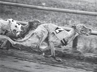 Tre av vårens bästa hundar. Fr v Dingons Clashman, Stuyvesant, Rozzie Speed. Bild från 4:e böj i finalen till Doggy Trofé på Skarpnäck i juni 1981. Again.