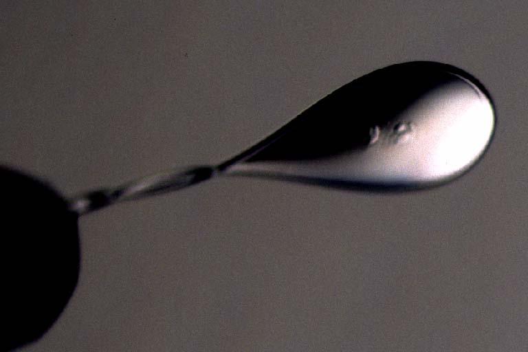Figur 5. Coatad nylonögla (loop) med embryo. Med tillstånd från Vitrolife. Förvaring av vitrifierade embryon i delningsstadiet och blastocyster i flytande kväve.