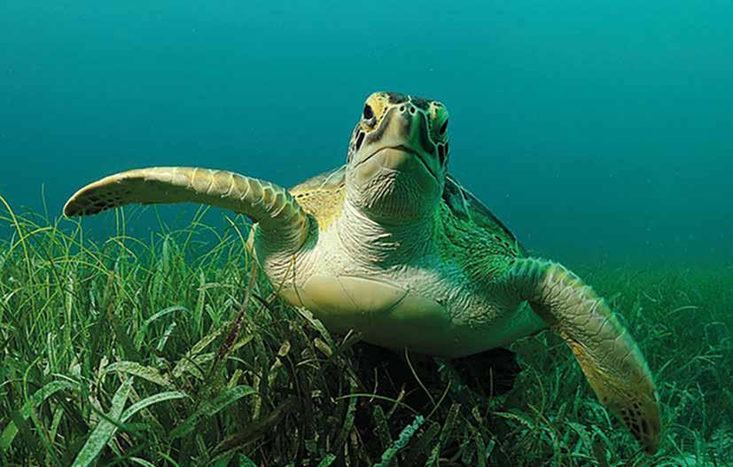 andra World Animal Protection-föreningar i världen bygga upp en stark global rörelse för att djurvälfärd ska respekteras och djurplågeri upphöra.