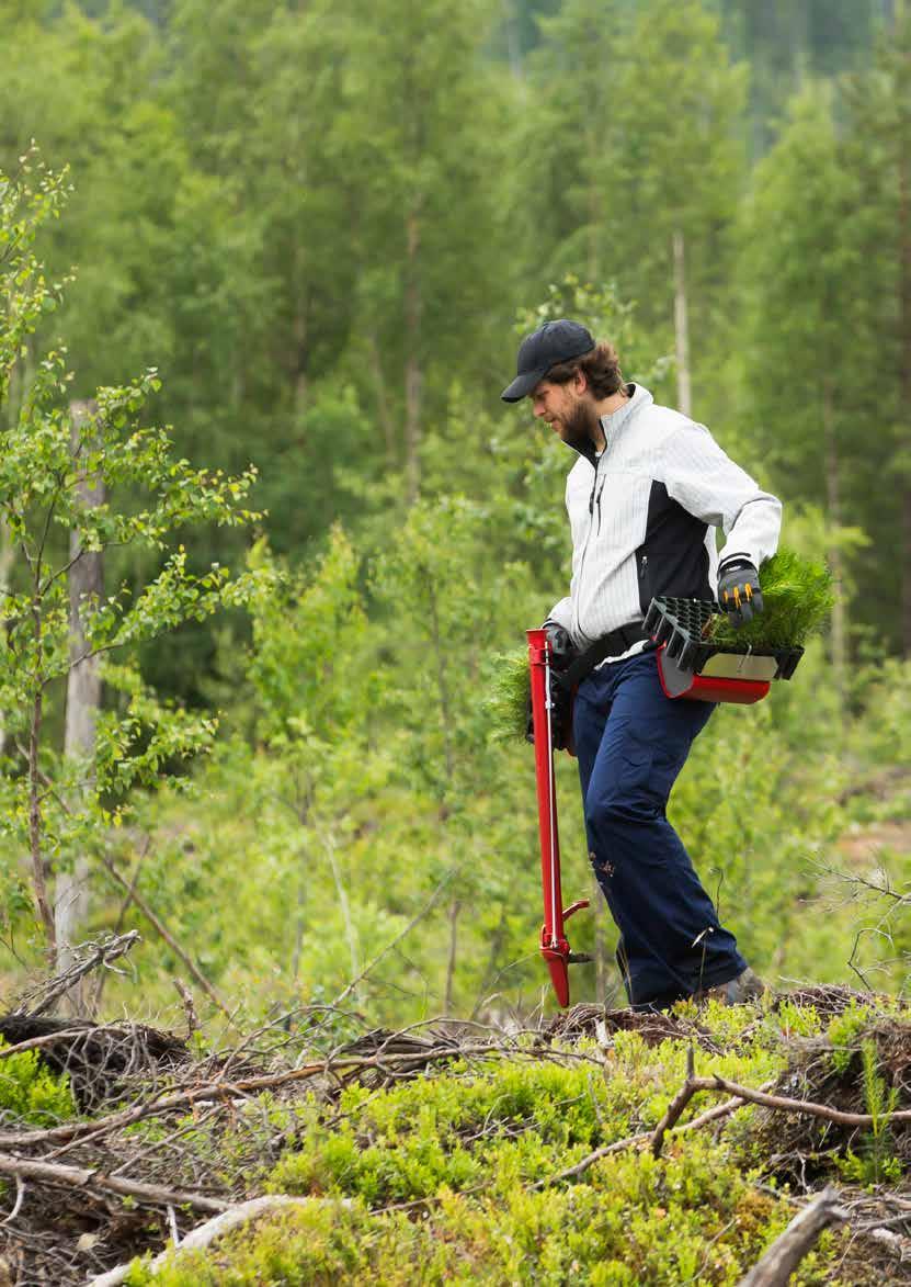 Bra plantor för din framtida