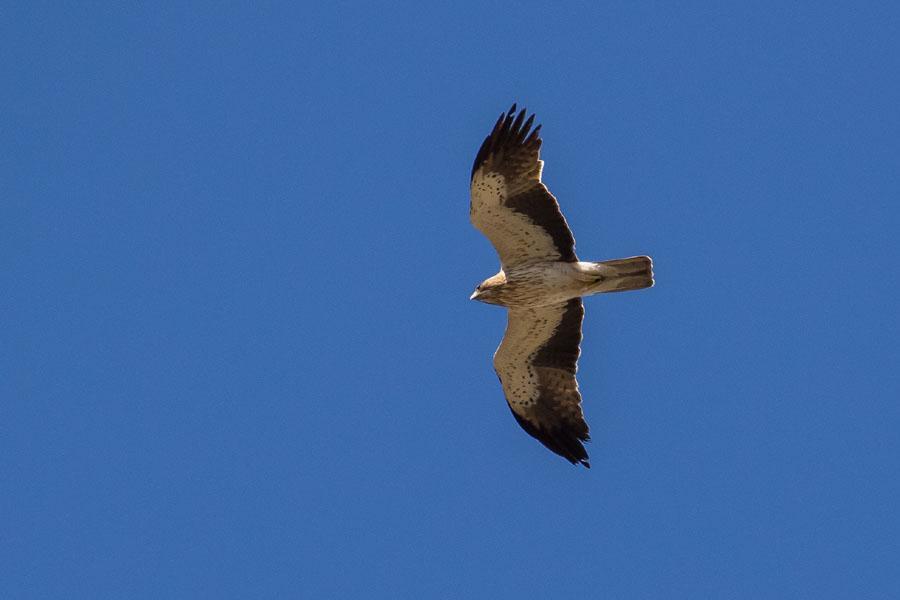33 Duvhök Accipiter gentilis 1 Ksar Sghir 17.9 34 Dvärgörn Hieraaetus pennatus 1 Plain of Asilah 15.9 (brun fas), 1 längs vägen 18.9, 2 längs vägen 19.9, 2 längs vägen 20.9, Allmän Tanger Med Port 17.