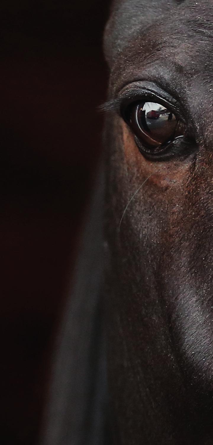 ÖVRIGA LOPP ÅBY FEBRUARI Svensk Travsports Unghästserie - Treåringslopp ÅBY // 0 LOPP 1 10 M VOLT START 1.7 3-åriga svenska högst.000 kr som ej segrat. Körsvenskrav kat.. 10 m. Voltstart.Pris: 0.