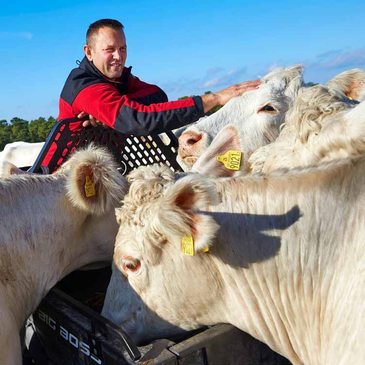 Öppna landskap Betande kor är en del av ett hållbart jordbruk. Tack vare betande djur finns det hagmarker i Sverige.