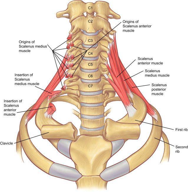 M. scalenus medius C I - C VII (proc. transversus) Costa 1 Samma som ovan Samma som ovan M. scalenus posterior C V - C VII (proc.