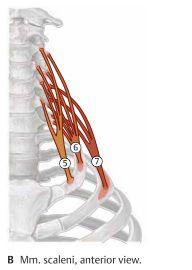 a a. subclavia och plexus brachialis. Kärlförsörjning i både huvud och nacke Artärer Från aorta avgår truncus brachiocephalica som bakom höger clavicula delar upp sig i a. subclavia dx. och a.