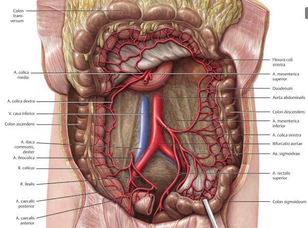 Nervförörjningen av colon kommer från plexus mesentericus superior et inferior. Appendicit är inflammation i appendix vermiformis, aka blindtarmsinflammation.