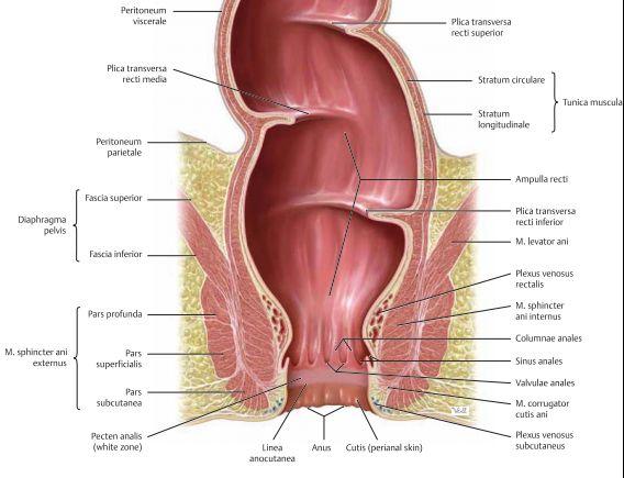 Rectum är fortsättningen på colon sigmoideum och fungerar som en temporär lagringsplats för feces. Den övre tredjedelen är intraperitoneal medan de nedre två tredjedelarna är retroperitoneal.