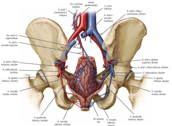 Innerveringen sker genom; Sympatisk innervering sker genom lumbala splanchnic nerver till plexus hypogastricus samt nerver från plexus mesentericus inferior.