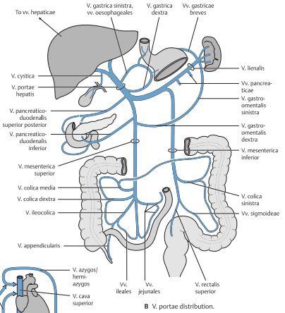 Översiktligt om GI-kanalens venösa avflöde och lymfkärl i buken, lägg märke till att vissa organ kan både dränera systemkretsloppet samt GI-kanalen Levern hittar man i den fjärde övre kvadranten