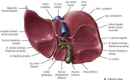 Fissura transversa - Hilum av levern där portatriaden går in/ut i levern här. Levern är intraperitoneal förutom i area nuda, fossa vesica bilaris samt porta hepatis. Lig.