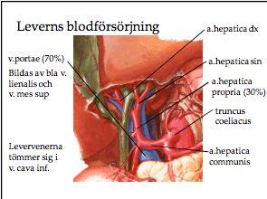 Portatriaden består av v. portae, a. hepatica propria och ductus choledochus som löper i lig. hepatoduodenale.
