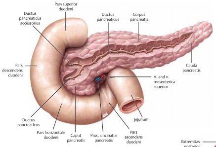 Pankreas är sekundärt retroperitonealt och ligger mot bakre väggen av bursa omentalis. Pankreas huvud ligger mot duodenum medan dess svans är vid mjälten.