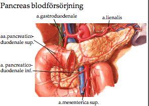 Grenar från truncus coeliacus och a. mesenterica superior kommer kärlförsörja pancreas; Caput försörjs av grenar från a. pancreaticoduodenale som kommer från a.