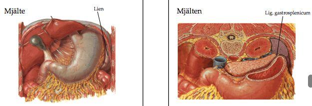 splenica och v. mesenterica superior vilka går ihop och bildar en del av v. portae hepatis. Innerveringen kommer från plexus coeliacus samt plexus mesentericus superior.