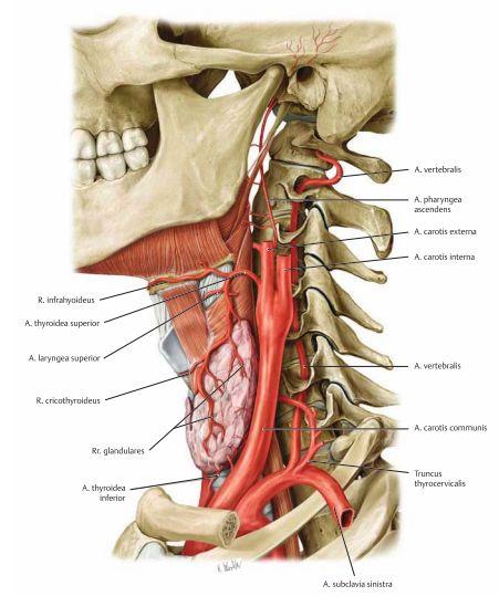 Truncus thyrocervicalis delar upp sig i fyra olika artärer; den som vi ska känna till och som är den största är a.