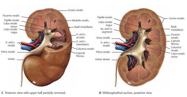 Den arteriella kärlförsörjningen går till på så sätt att; A. renalis från aorta abdominalis går till varsin njure vid L2. Den högra är längre än den vänstra och går posteriort om v. cava inferior.