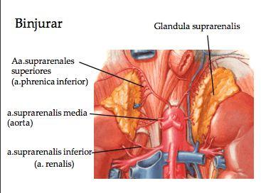 Glandula suprarenalis, binjurarna får sin arteriella kärlförsörjning från; A. suprarenalis superiores (a. phrenica inferior) A. suprarenalis media (aorta) A. suprarenalis inferior (a.