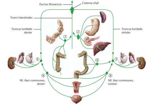 Common iliac nodes dränerar bäckenorganen och nedre extremiteterna. Neurovaskulatur i buken Lägre intercostalnerver (T7-T11) samt n.