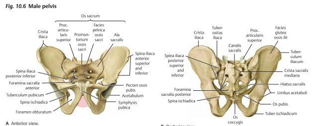 Bäcken - Anatomi Bäckenet är området mellan buken samt de nedre extremiteterna. Bäckenet består av bäckenhålan samt perineum som är golvet i bäckenet.