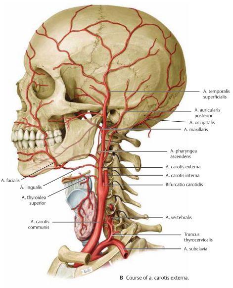 A. facialis: Passerar gl. submandibularis som den försörjer och fortsätter under mandibula för att komma fram på framsidan av ansiktet.