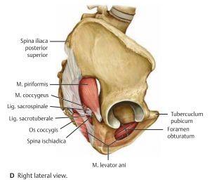 Muskler i bäckenet Väggarna i bäckenet utgörs av M. piriformis samt m. obturator internus. - M.