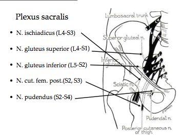 Plexus coccygeus består av ett mindre antal nervfibrer som bildas av S4-S5 och n. coccygeus som är det nedersta spinalparet. Går längs ytan på m.