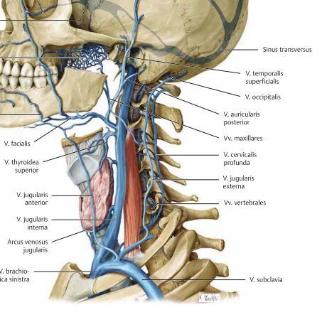 Vener Djupa och ytliga vener i både skallen och halsen dräneras framförallt i v. jugularis interna et externa. De vener vi ska känna till är; - V. retromandibularis som dränerar v. jugularis externa.
