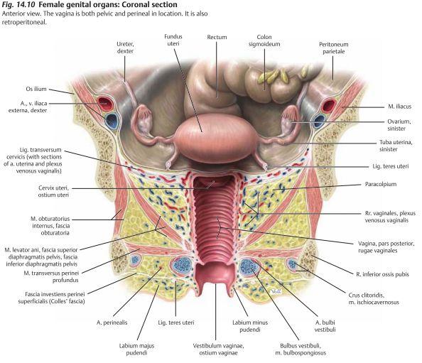 Kvinnliga genitalia Vagina är belägen posteriort om