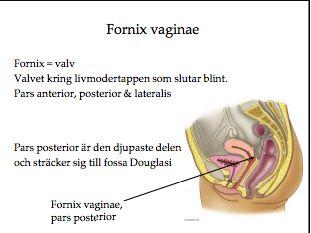 och posteriora delar precis innan övergången till