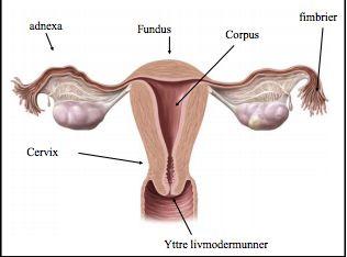 - Isthmus uteri är ett smalare segment i den inferiora delen som sedan kommer övergå till cervix. Cervix uteri är den nedersta ⅓ och är minst rörlig.
