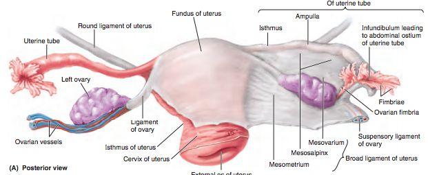 Man pratar om två olika ligament när det kommer till corpus uterus, lig. teres uteri ( round ligament ) samt lig. latum uteri ( broad ligament. Lig.