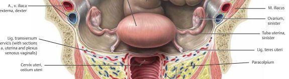 - Mesovarium går posteriort om ovarierna och hänger upp dessa. - Mesometrium hänger upp corpus uteri som ett mesenterium. Lig.