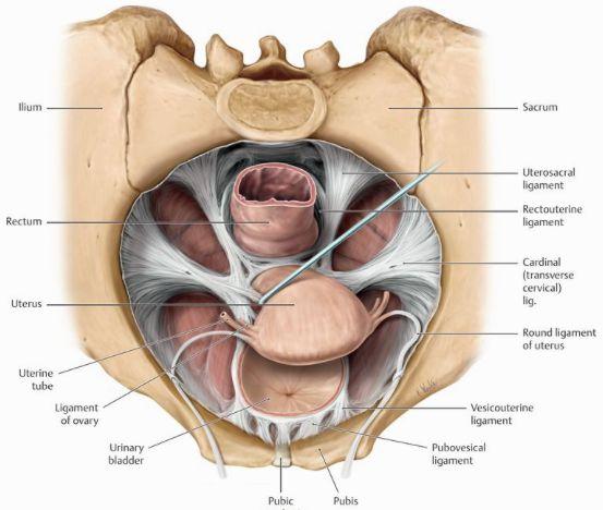 Uterus har även tre vägglager som påminner om hjärtats tre lager.