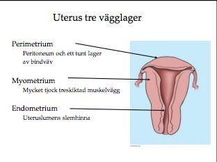 upp ägg från ovariet. Löper i mesoalpinx övre del.