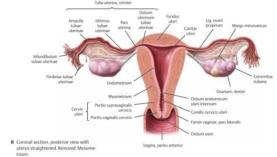 ampulla tubae uterinae är den bredaste och längsta delen där även fertilisationen vanligtvis sker infundibulum tubae uterinae är den sista delen som är öppen i cavitas peritoneum med fingerutskott