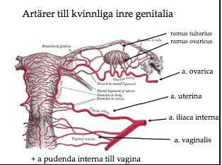 Mannens inre genitalia Prostata - blåshalskörteln är stor som en valnöt och består av ett antal lober.
