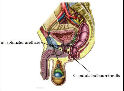 Glandula bulbourethralis är ärtstora och omsluts av m. sphincter urethrae.