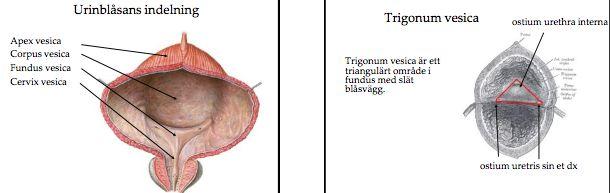 Vesica urinaria vilar mot symfysen och bäckenbotten och rymmer ca 300-500ml. Trängningar vid 200-300ml. En fylld blåsa stiger ovan symfysen (mellan fascia transversalis och peritoneum).