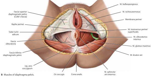 Urethra feminina är 4cm och ligger anteriort om vagina till vilken urethra är fast förankrad.
