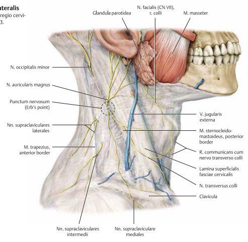 Nerver i halsregionen Det finns även en del nerver i detta område, de grupper av nerver som är värda att nämna är; Spinalnerver från C1-C4 som innerverar huvud/hals.