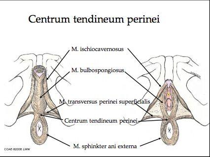 Nedre delen av m. obturatorius internus och dess fascia obturatoria som begränsar den laterala väggen. Undre delen av diaphragma pelvis som bildar taket. Huden vid perineum som bildar golvet.