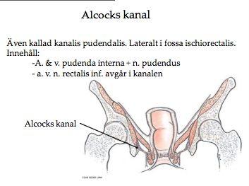 Grenar från a. pudenda interna försörjer dessa muskler och det venösa blodet dränerar i v. pudenda interna samt v. iliaca interna. N. pudendus (S2-S4) sköter innerveringen av muskulaturen.