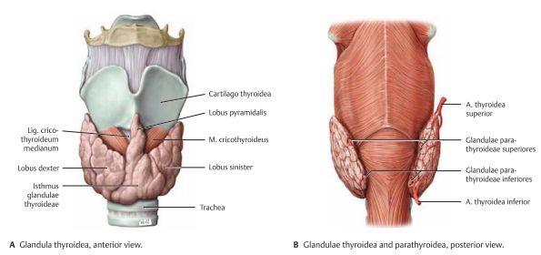 Glandula Thyroidea Thyroidea är svår att palpera då den täcks vanligtvis av många muskler. Thyroidean anläggs högre upp och vandrar ner sedan till platsen.